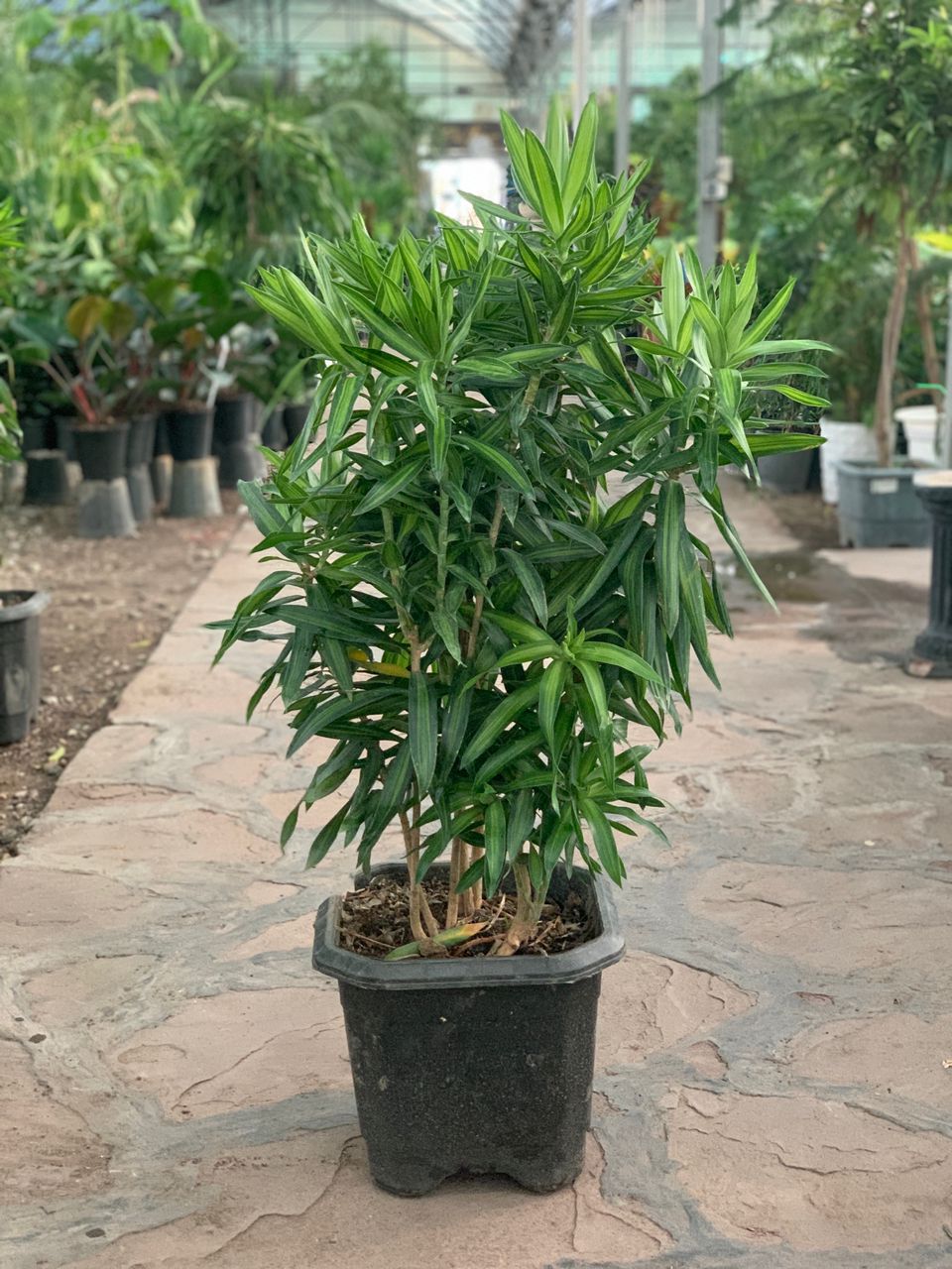 پیله موا Dracaena ricki