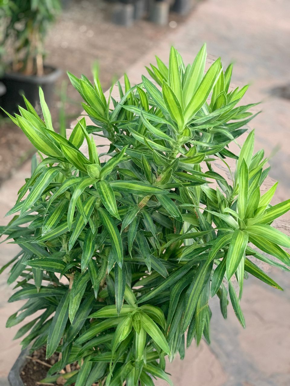 پیله موا Dracaena ricki