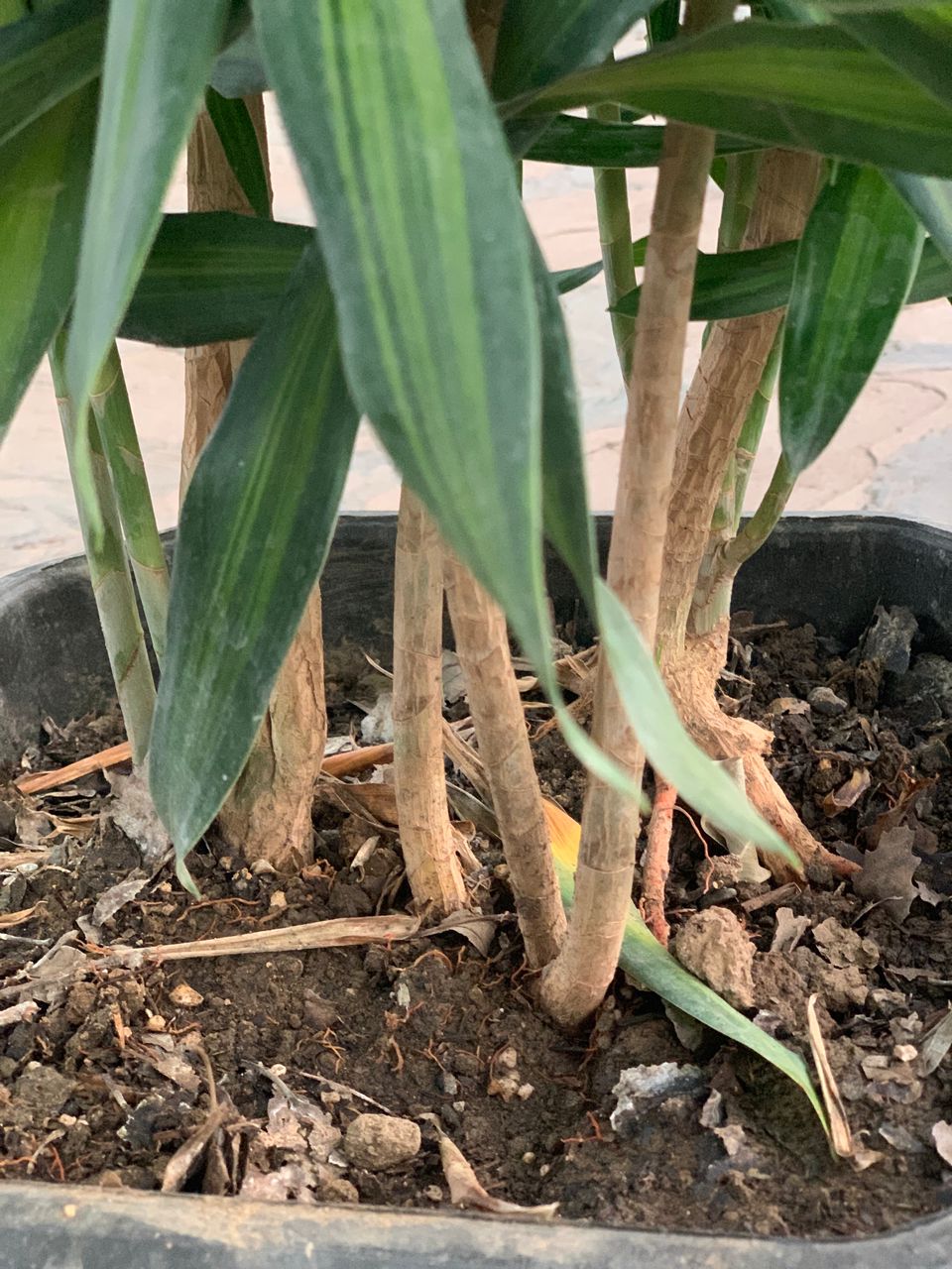 پیله موا Dracaena ricki