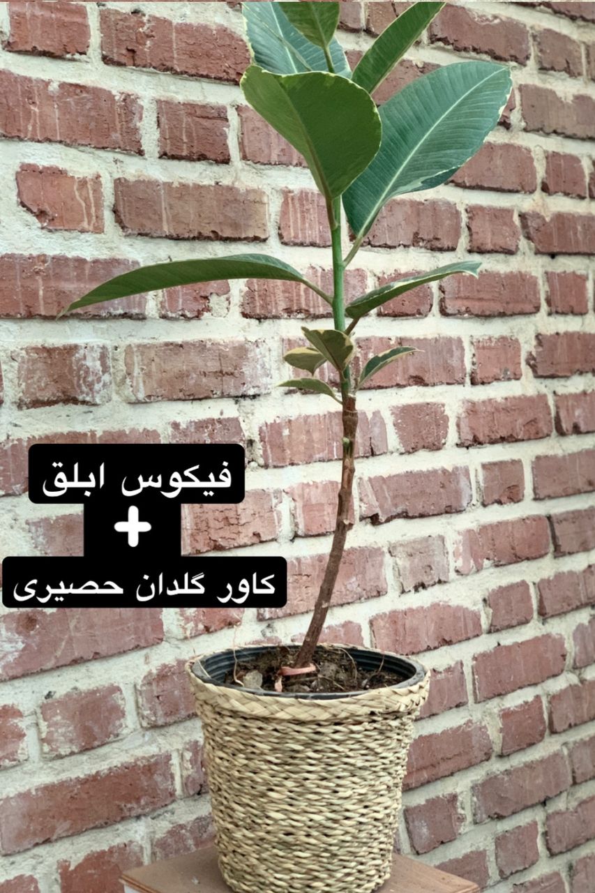الستیکا ابلق 80 تا 100 سانتی تک شاخه با گلدان حصیری