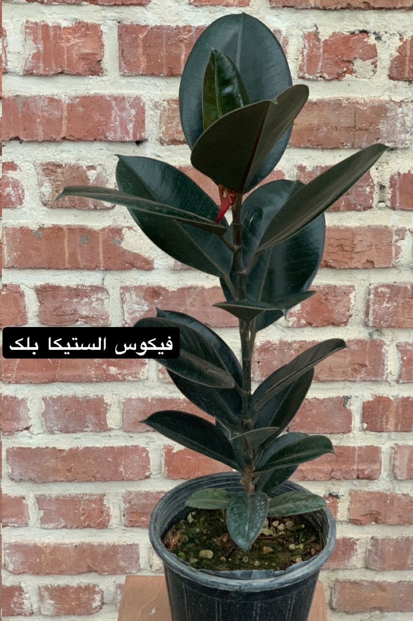 الستیکا بلک 80 تا 100 سانتی تک شاخه