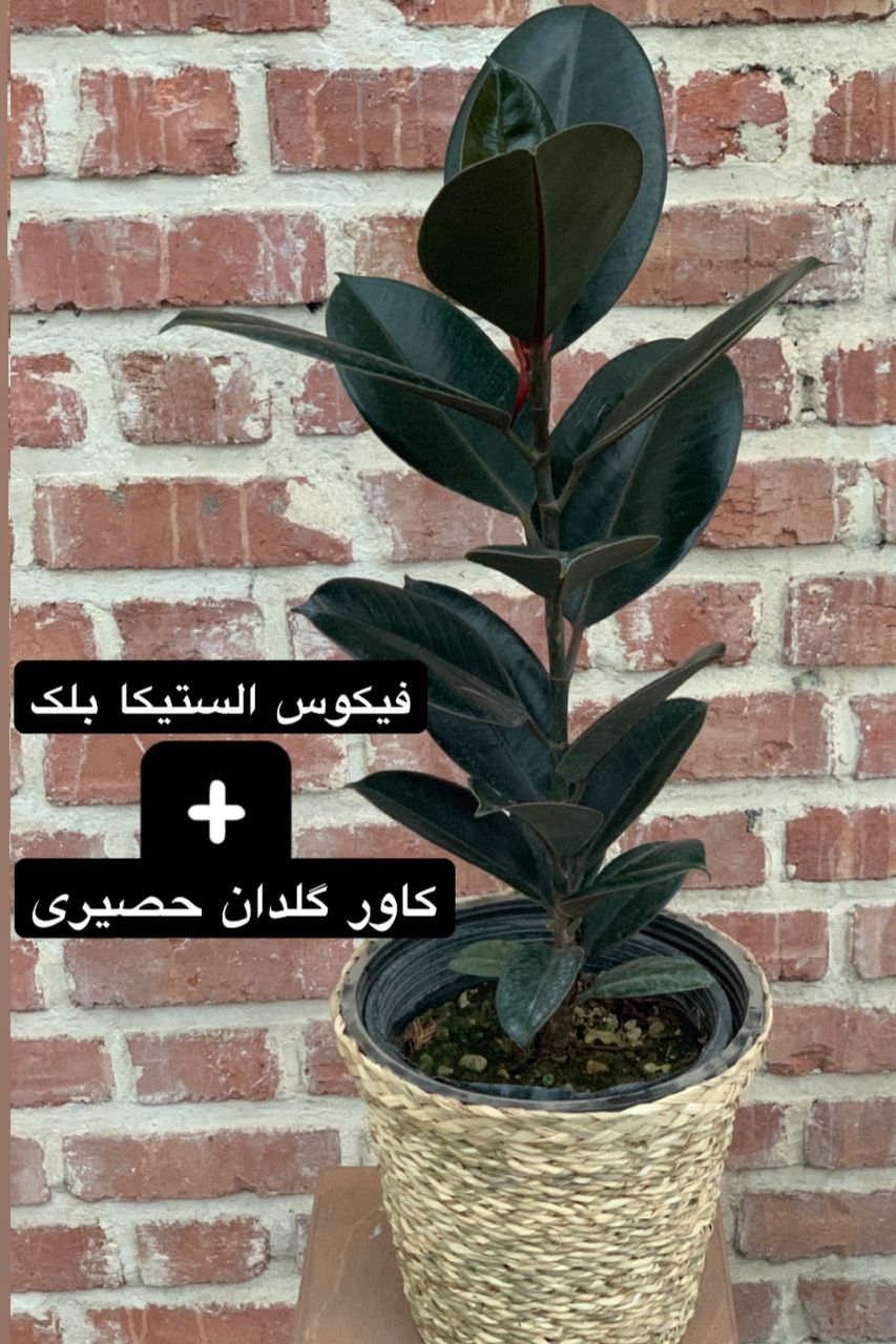 الستیکا بلک 80 تا 100 سانتی تک شاخه با گلدان حصیری