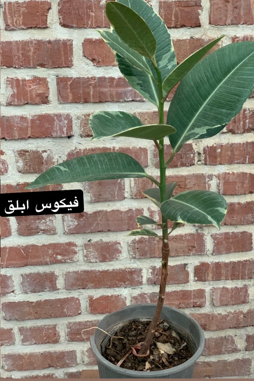 الستیکا ابلق 80 تا 100 سانتی تک شاخه