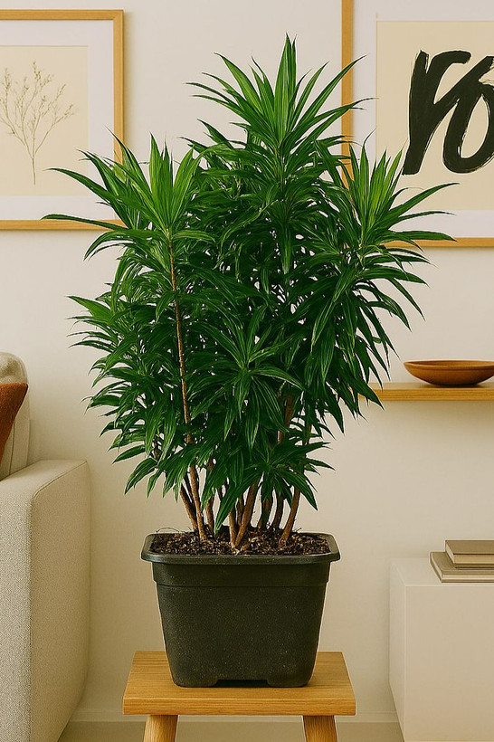 پیله موآ گیاه لوکس زینتی