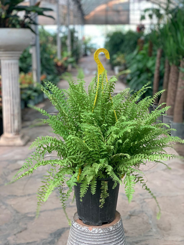 سرخس با گلدون سطل 7