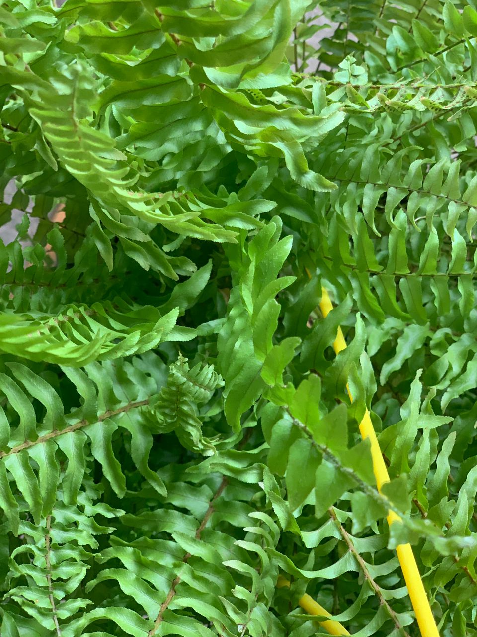 برگ سرخس از نزدیک