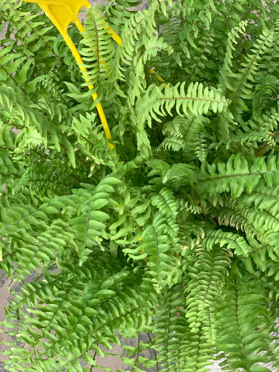 برگ سرخس