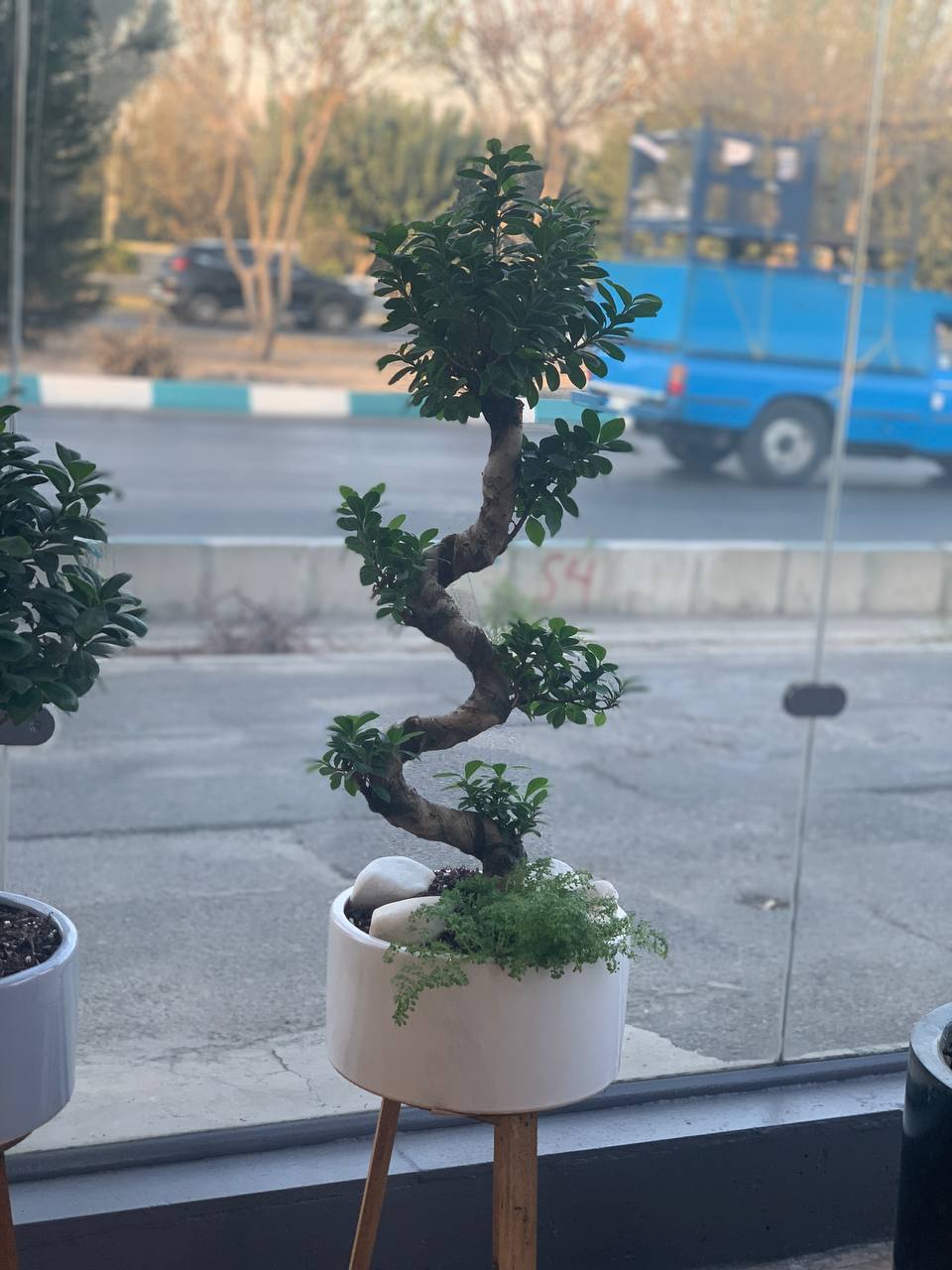 بنسای اس s